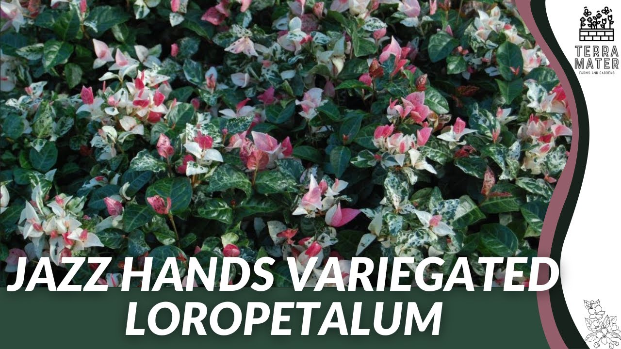JAZZ HANDS VARIEGATED LOROPETALUM (Loropetalum chinense 'Irodori'): A Vibrant Garden Addition!