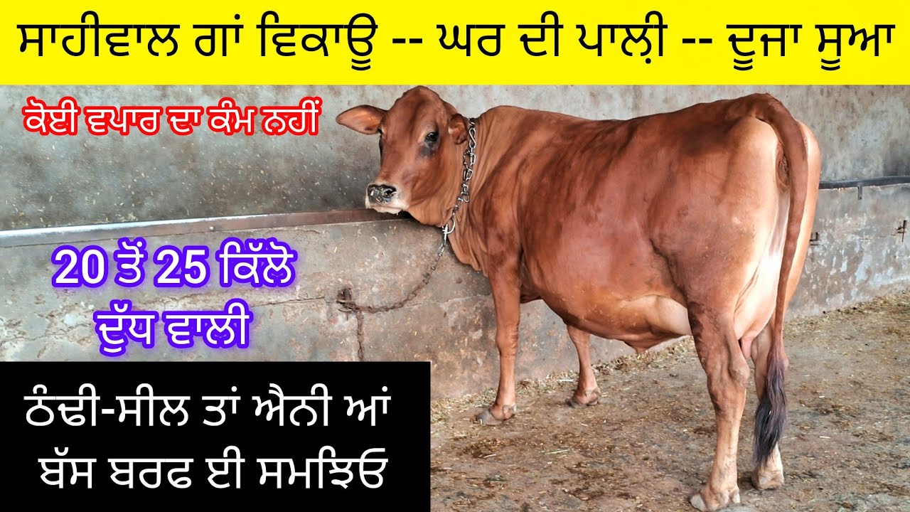 ਘਰੇਲੂ ਸਾਹੀਵਾਲ ਗਾਂ ਵਿਕਾਊ , 20 ਤੋਂ 25 ਕਿੱਲੋ ਦੁੱਧ ਵਾਲੀ . 83602-47108  sahiwal cow for sale 25kg milking