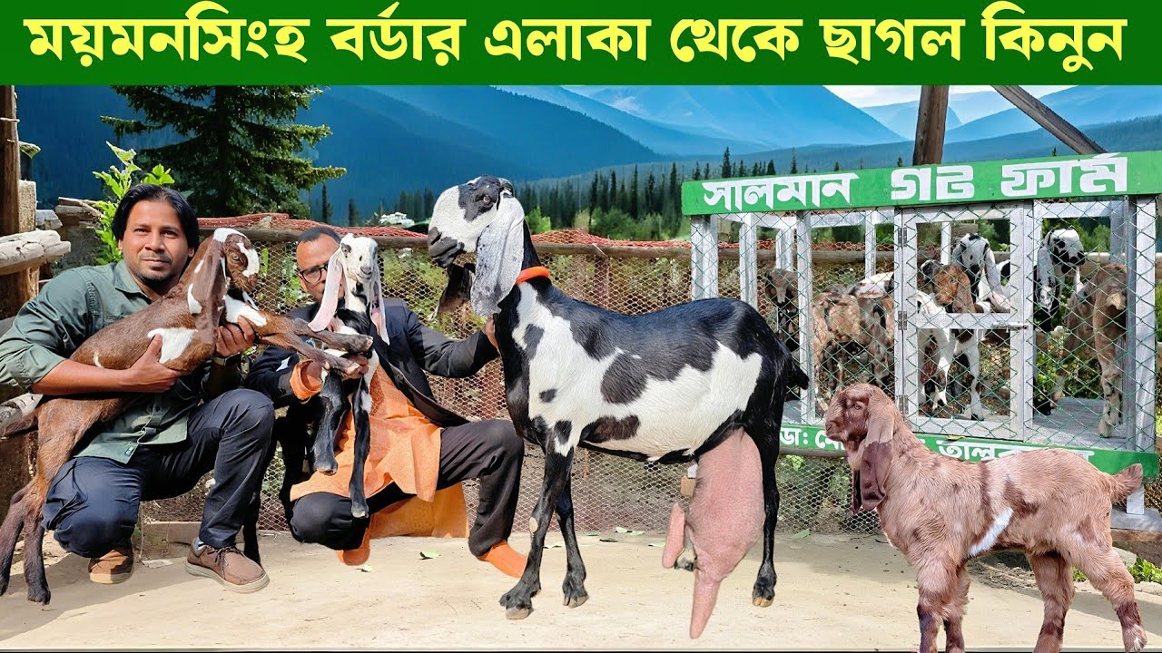 ময়মনসিংহ বর্ডার থেকে বিটল বাচ্চা সহ মা ছাগল ও বিটল পাঠা এবং তোতাপুরী ছাগল কিনুন goat farming 