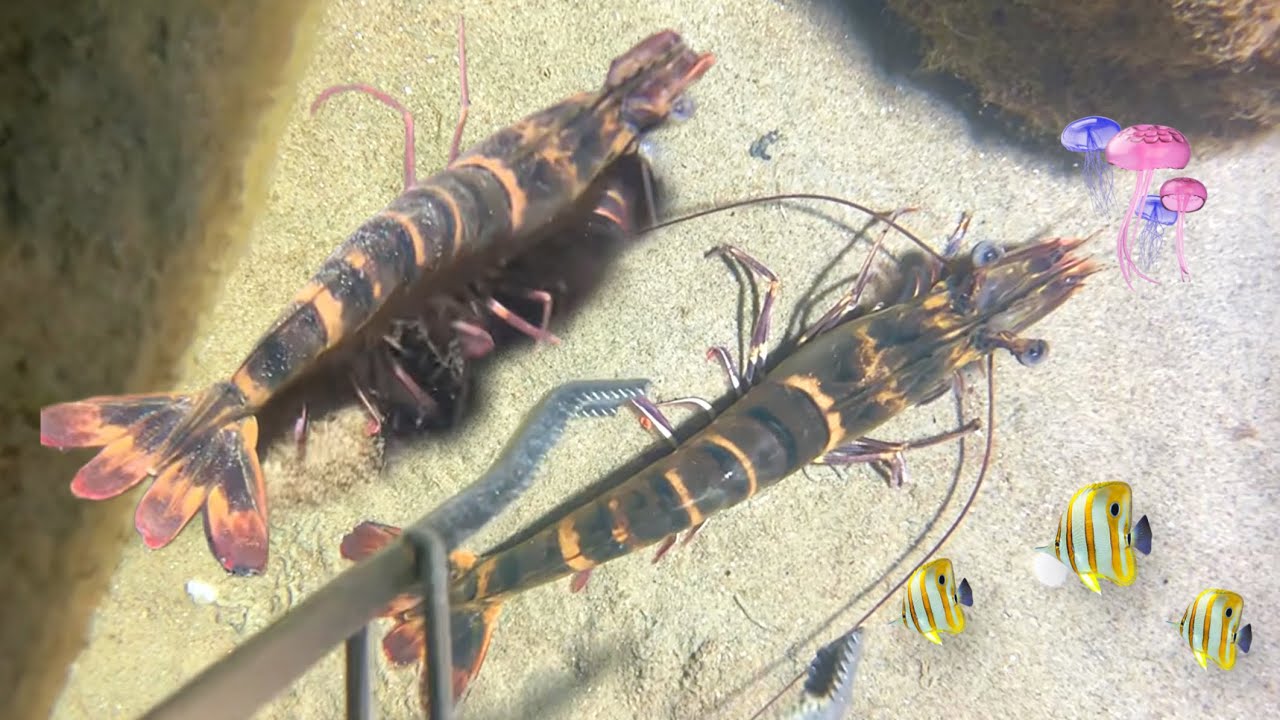 Relax Under the Sea - Scuba Diving for Shrimp, Lobster, Seafood - My Shrimp Catching Skills