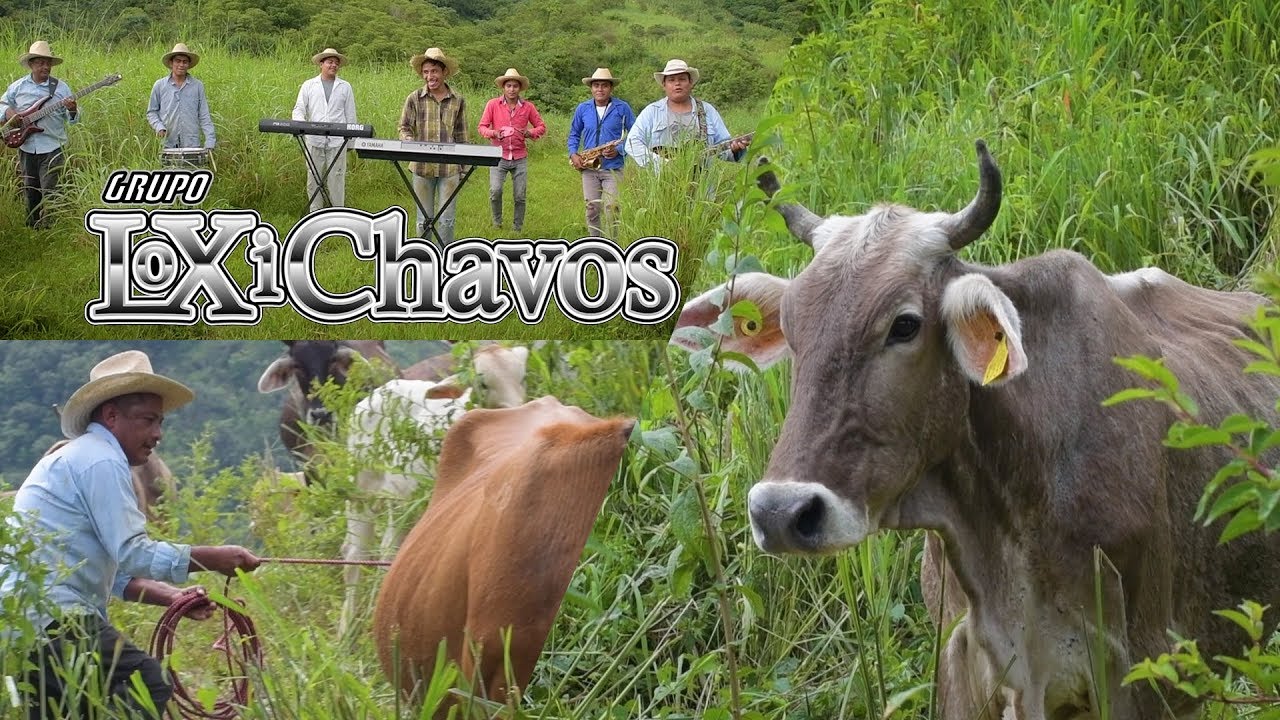 El toro viejo | Grupo Loxichavos | Popurrí de chilenas Remolino