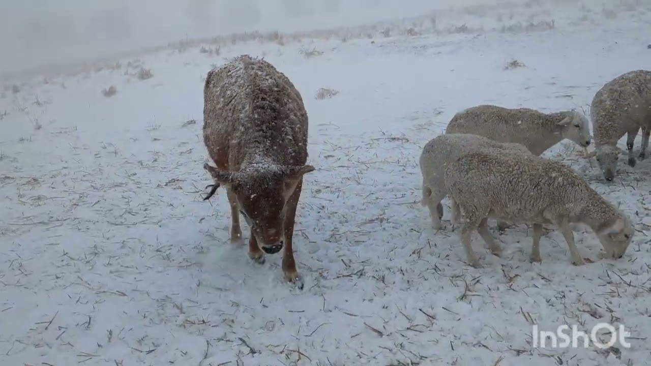 Feeding the sheep in a Kansas blizzard
