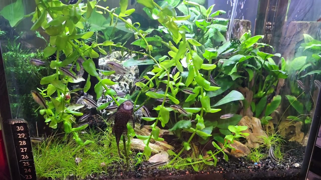 Unsere 6 Aquarien unser Traum 