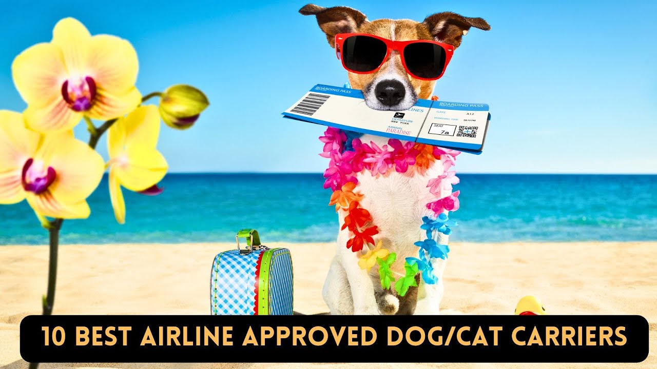 10 Best Dog/Cat Carriers for a Comfortable Airline Travel Experience