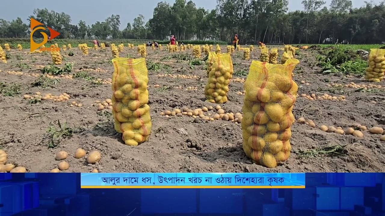 আলুর দামে ধস, উৎপাদন খরচ না ওঠায় দিশেহারা কৃষক | Nagorik TV