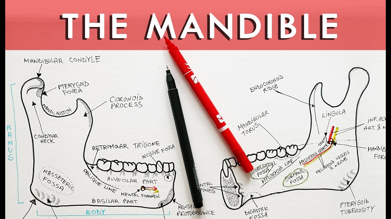 Anatomy of Mandible | External and Internal features