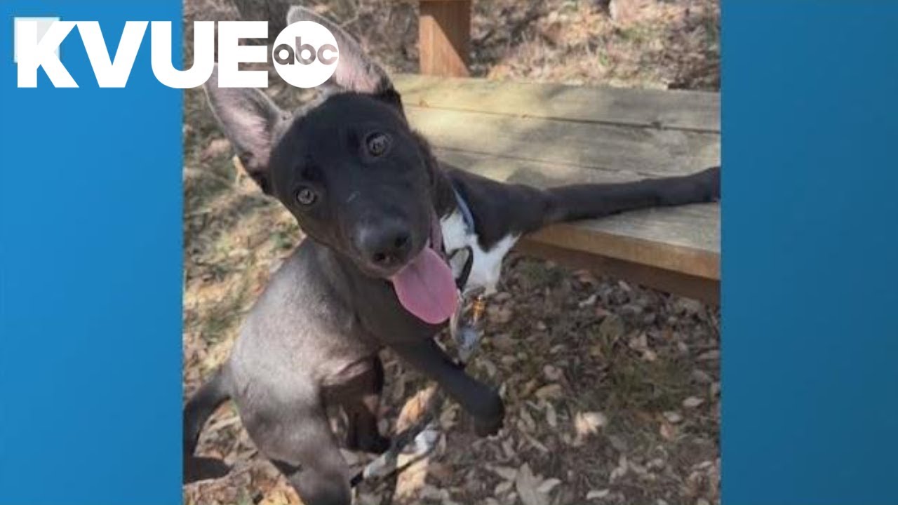 Meet Tippi, a dog available to adopt from the PAWS Shelter | Pet of the Week