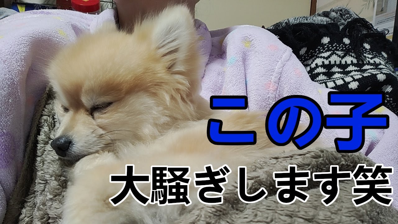 たまーにスイッチ入って大暴れするのなんだろう？笑【陸の日常 No.260】