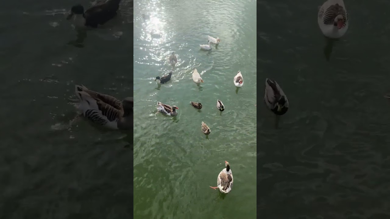 #ducki #cute #happyduck #duck #duckie #duckey #funny #baby #duck #duckquack #duckbabies #birds #love