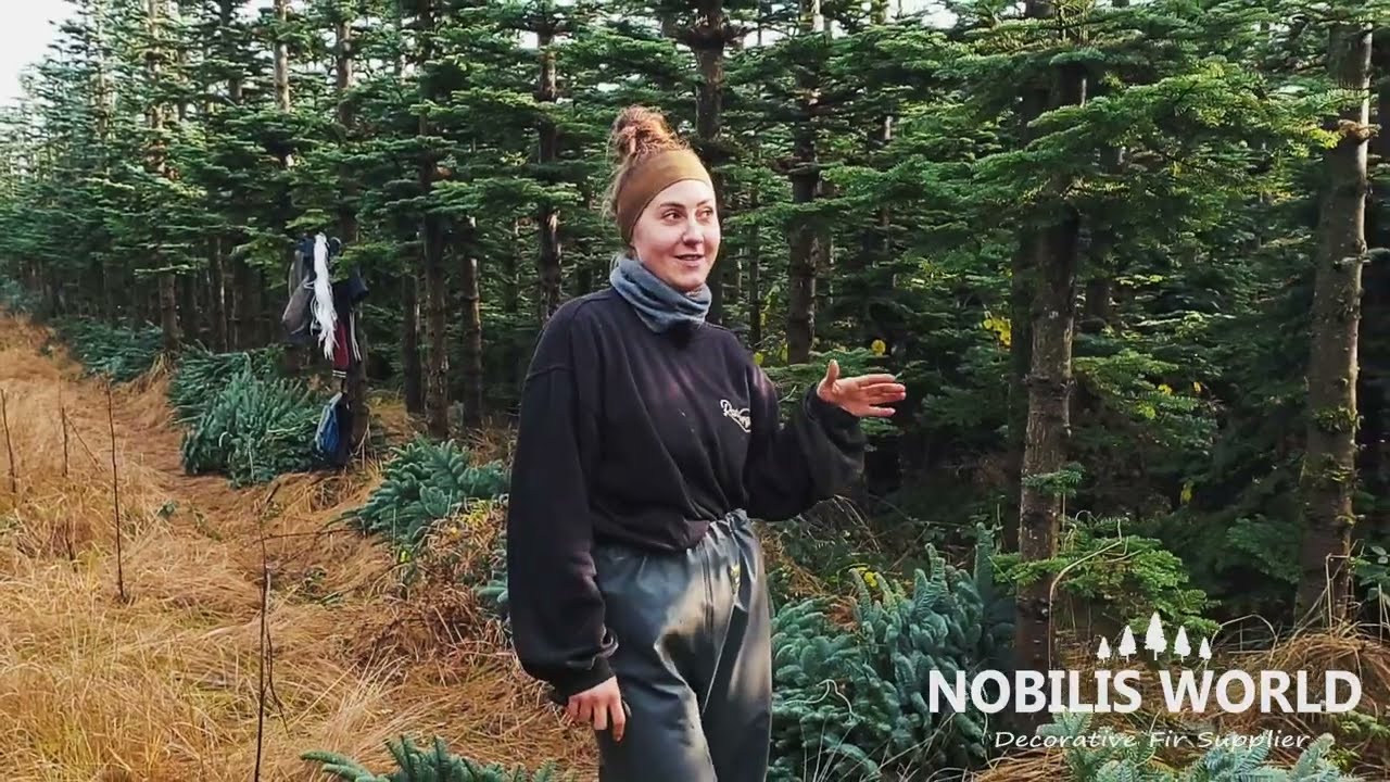 Nobilis World - Cięcie tyczką, zbi&oacute;r i ważenie #pracawdanii