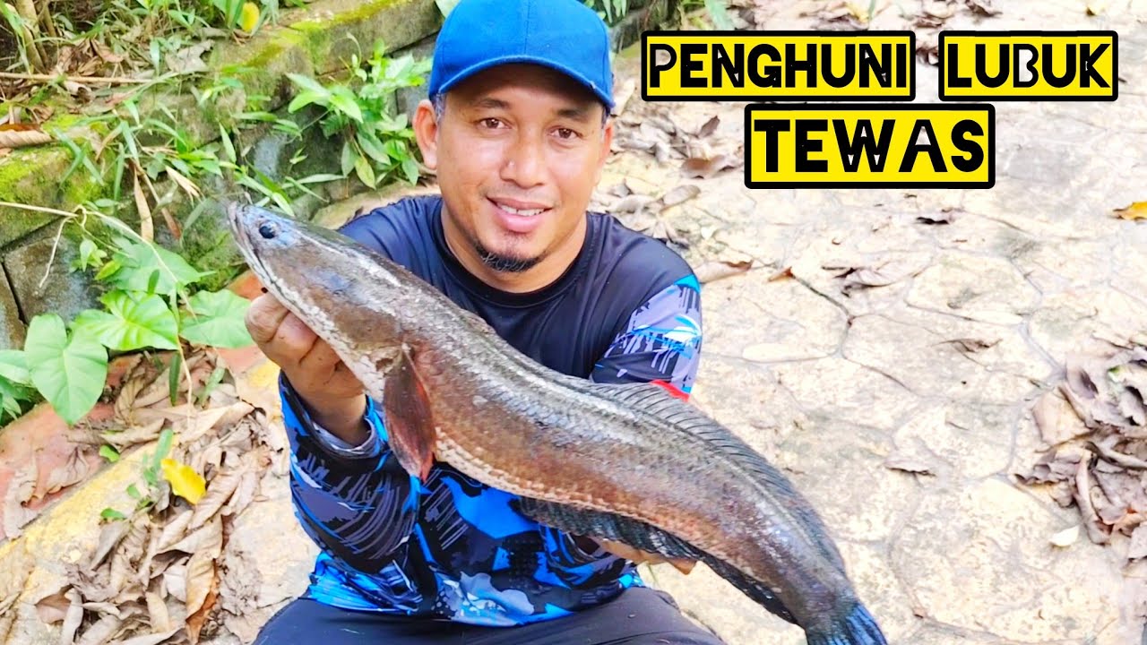 Badol Cari Lubuk Baru Di Bukit Jalil sungai kuyoh #gengdunia