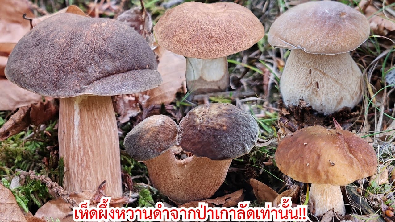 ลุยให้ป่าราบ!! เก็บ​เห็​ดผึ้ง​หอมป่าเกาลัดต่อด้วยป่าบนภูเขา​สูง.Ep102/2025