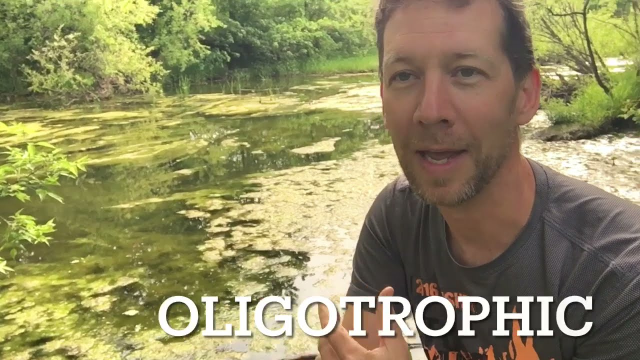 Eutrophic vs Oligotrophic Aquatic Ecosystems.  The Eutrophication of Our Creek
