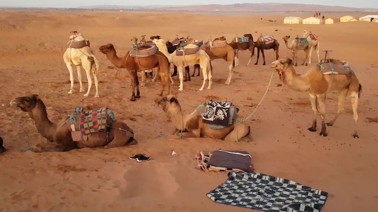 Dromedari in Marocco