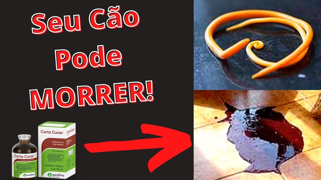 SANGUE NAS FEZES DO CACHORRO - 8 Causa da Diarreia no Cão