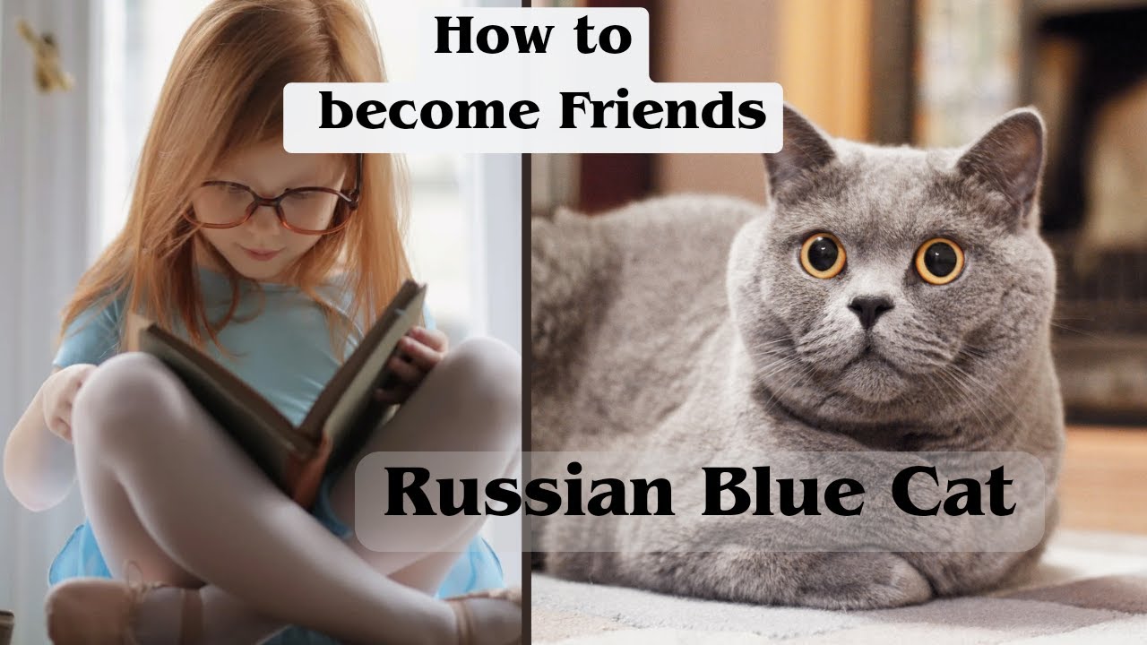 How To Become Friends With A Russian Blue Cat