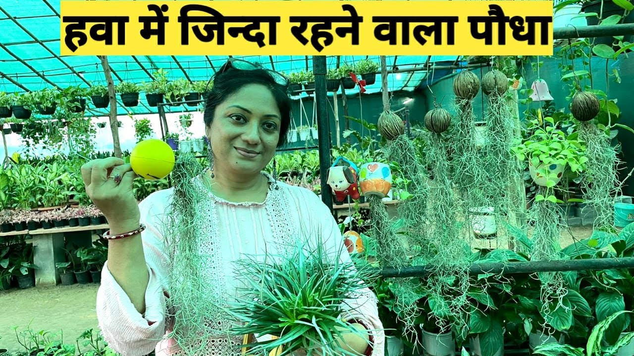Air Plants को तेज़ी से बड़ा करने का आसान तरीका