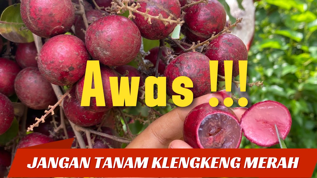 Wajib Tahu !!!!! Kelebihan dan Kekurangan Klengkeng Merah Agar Tidak Menyesal #klengkengmerah #fruit