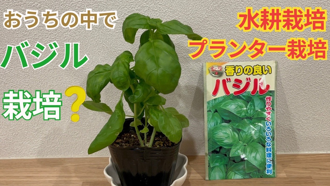 【屋内なら1年中OK】春を先取りするバジル栽培｜土栽培と水耕栽培を解説！