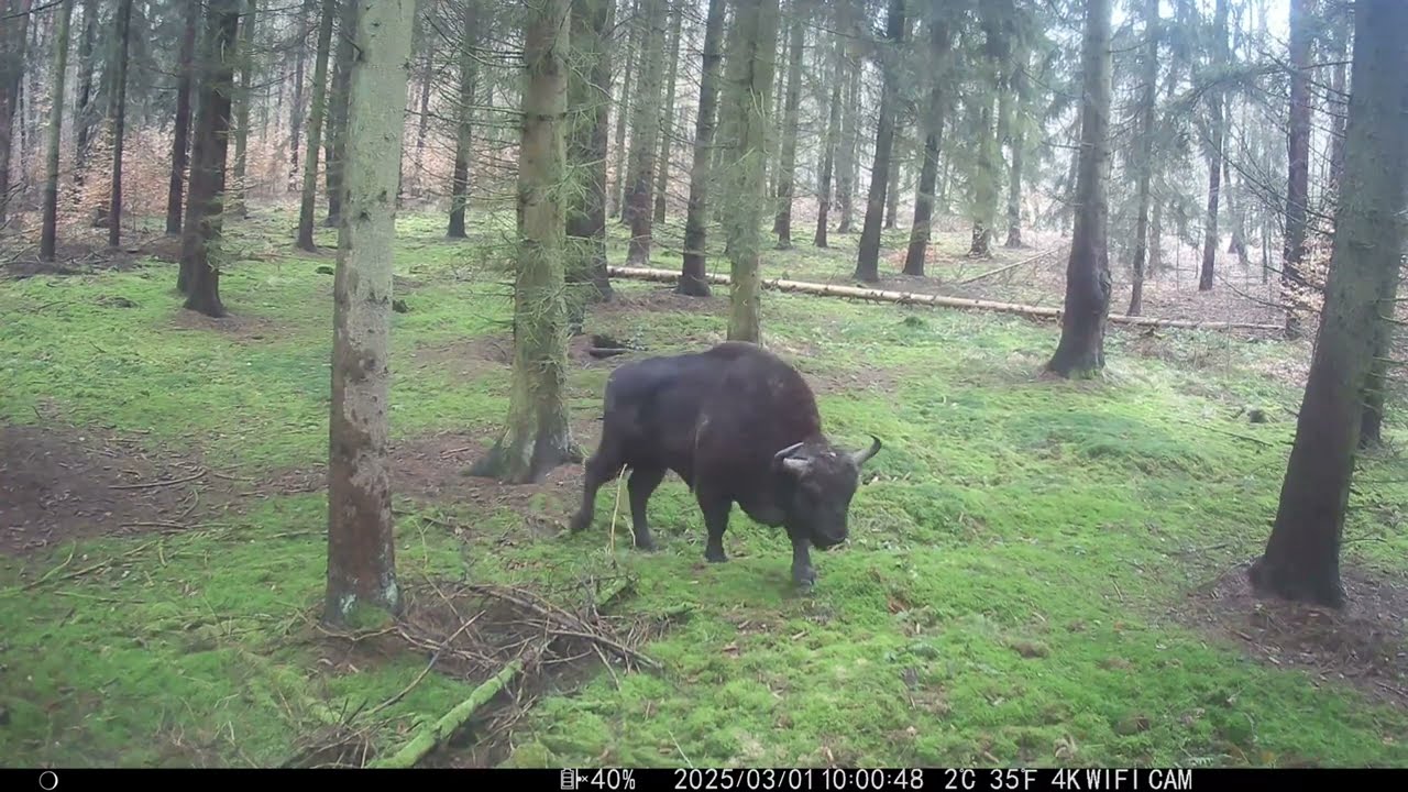 Fotopułapka w opałach + wilk poluje na borsuka. Urywki z fotopułapek marzec / kwiecień 2025
