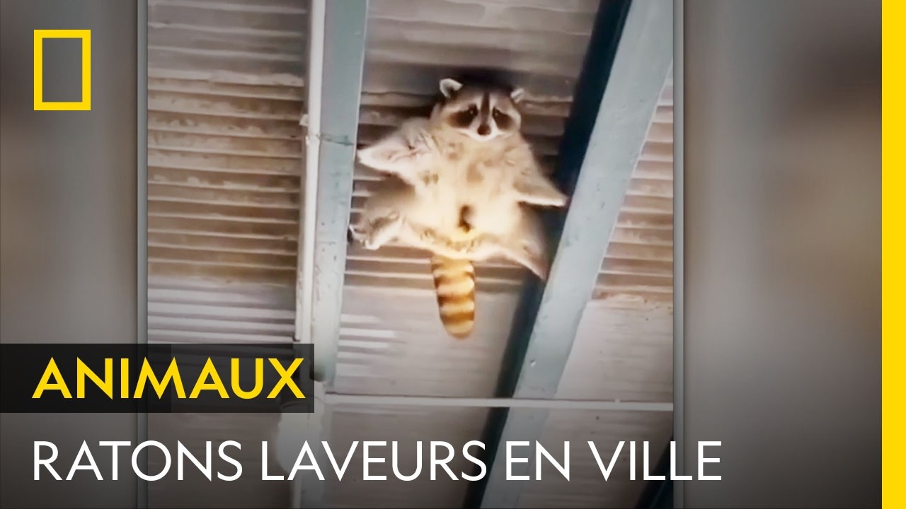 Comment les ratons-laveurs s'adaptent à la vie en ville ?