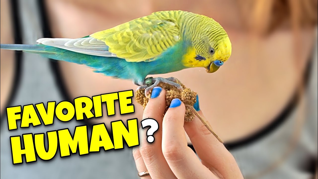 5 Signs Your Bird Loves You MORE Than You Think!