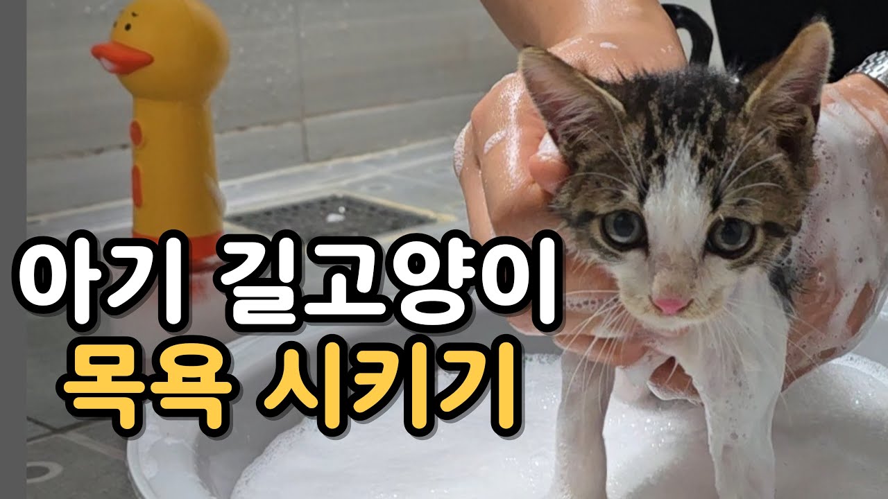 고양이 목욕, 이거 하나로 종결!