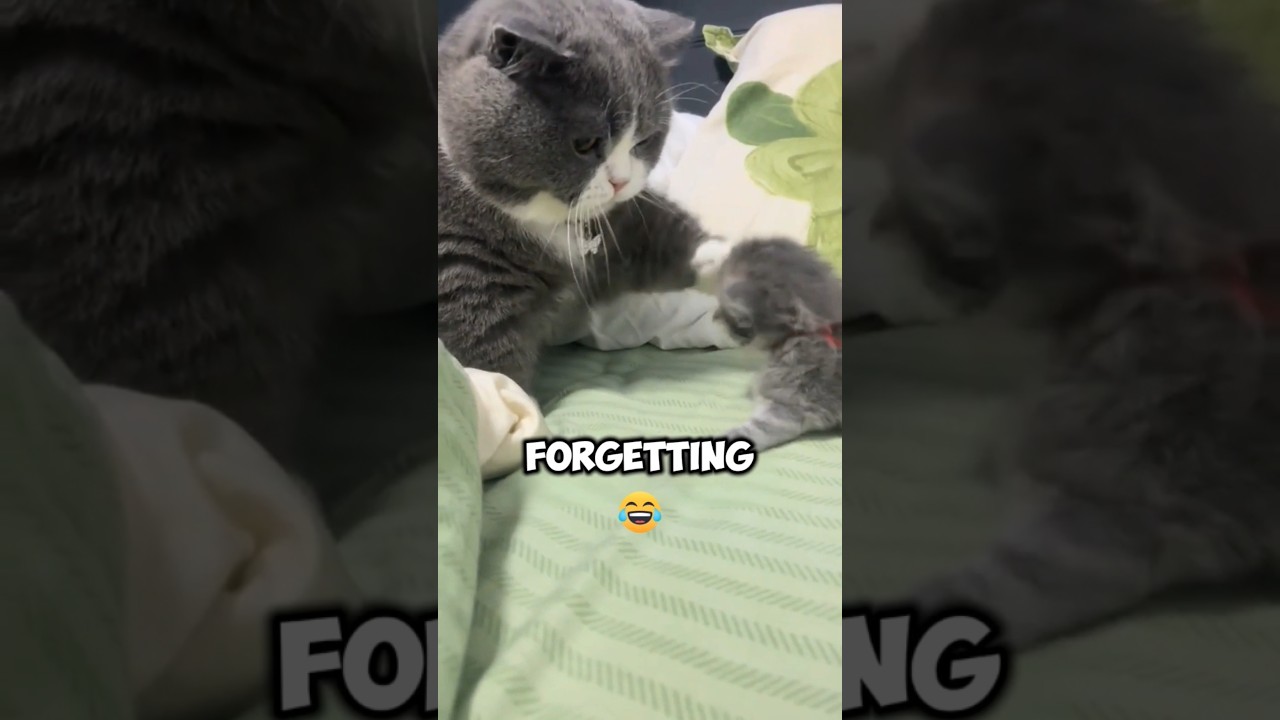 This First-Time Mom Cat's Reaction Is Hilarious 😂