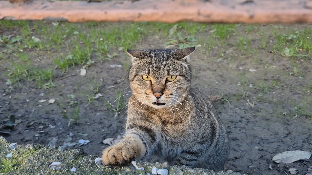 The adorable stray cat tries to come near me, yet she stays back because of the other cats.