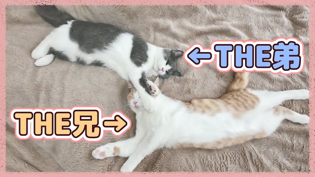 一緒に暮らすうちに自然と内面も兄と弟になっていた同居猫たち