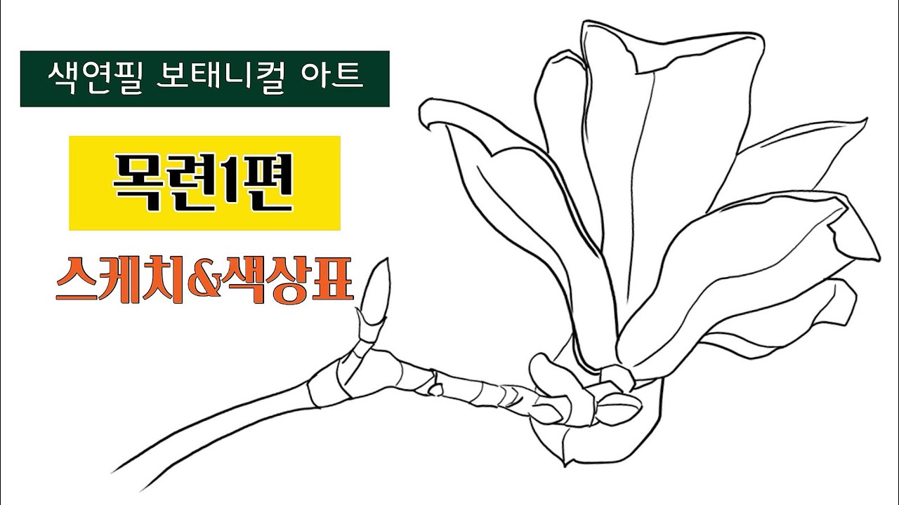 색연필기초/목련 1편/ 스케치 & 색상표/ 보태니컬아트 기초/ Botanical art /형태 잡기 쉬운 목련꽃