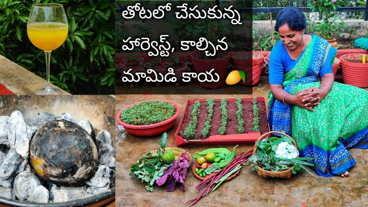మిద్దెతోట హార్వెస్ట్ చేసుకొని,కాల్చిన మామిడి కాయతో చేసిన షెర్బత్ - Harvest ,Smoky Raw Mango Drink 🥭