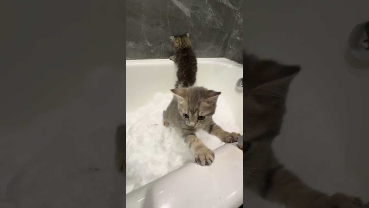 Показал котятам снег ❄️😇🫶#cat #веселыекоты #kitten #прикольныекоты #котик #кот #милота #котики #