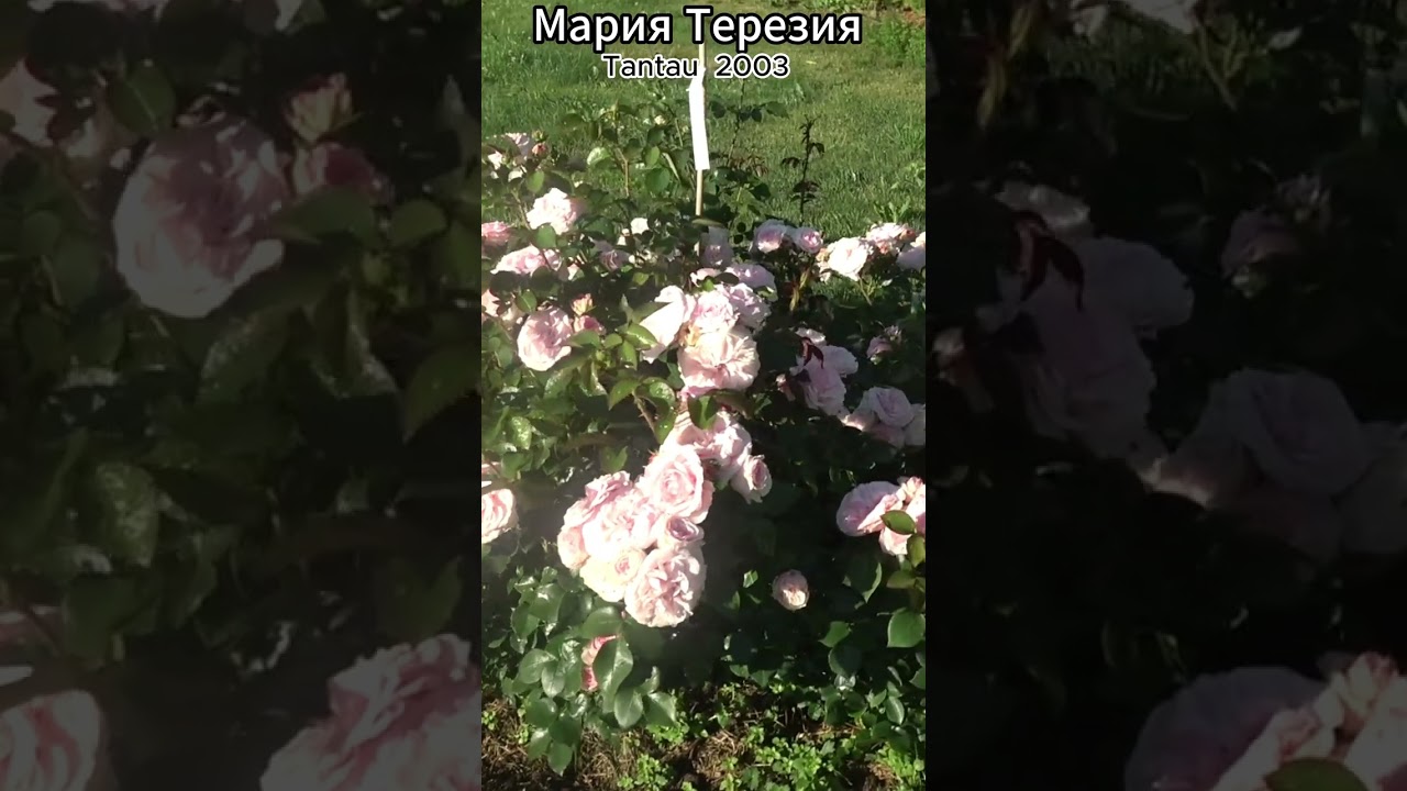 Роза Мария Терезия  в продаже! 19.08.23