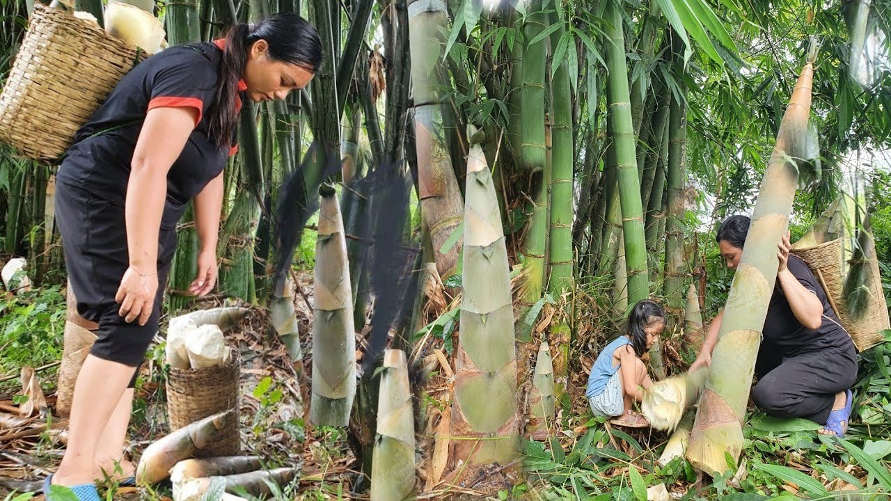 FULL VIDEO:60 days of harvest - bamboo shoots, guava, oranges - for sale | ly tieu tieu