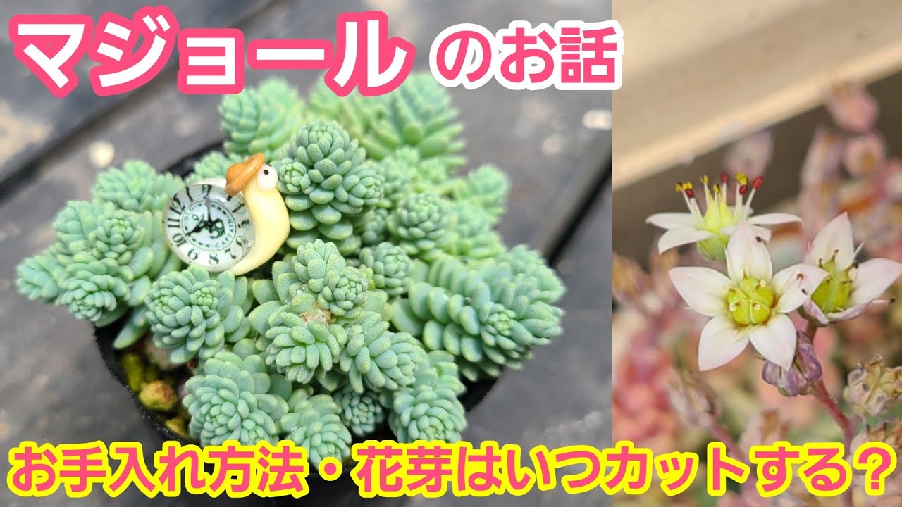 【多肉植物・ｾﾀﾞﾑ】もこもこ可愛いﾏｼﾞｮｰﾙ！増やし方・花芽はどーする？