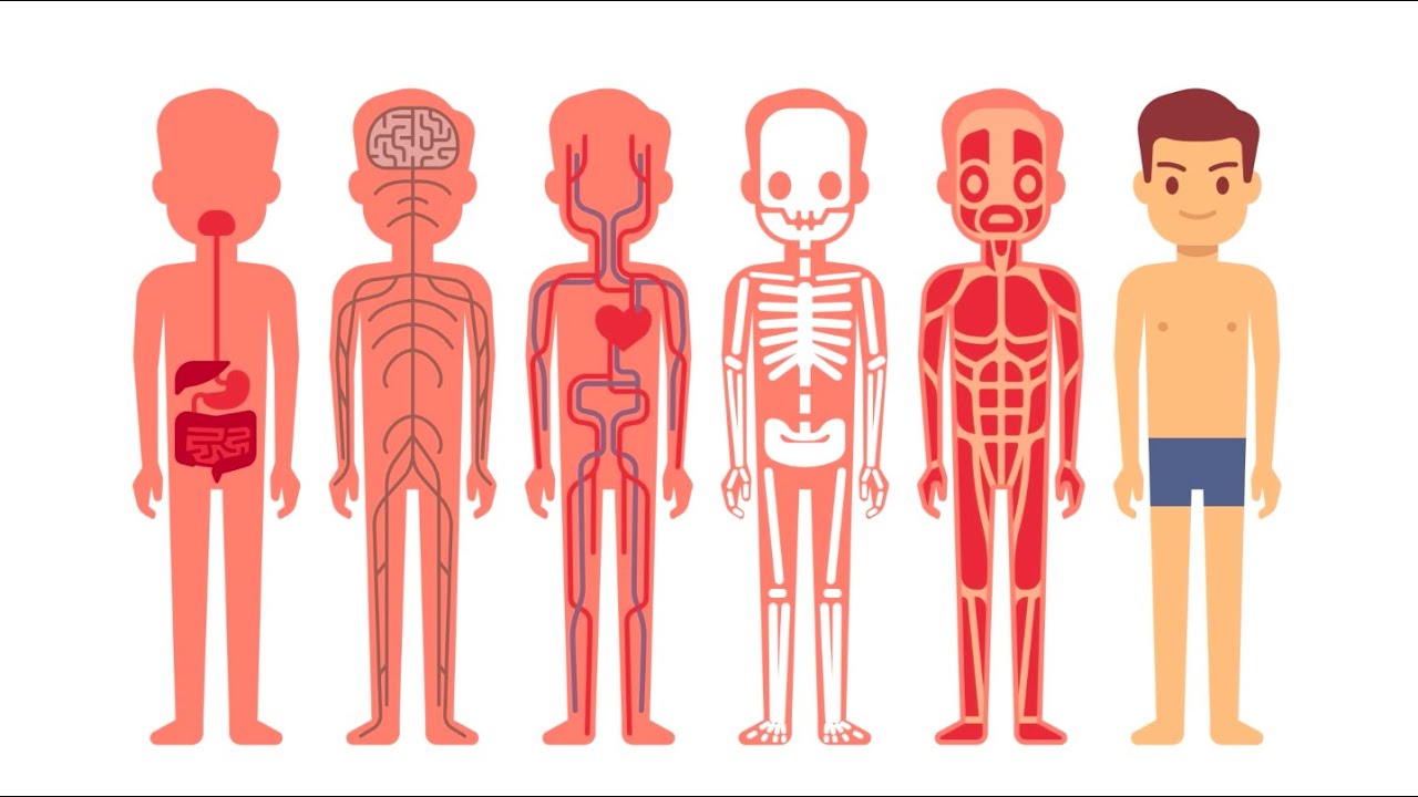 Introduction to Anatomy and Physiology