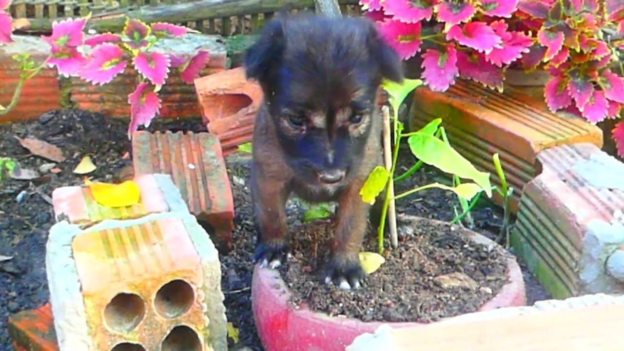 Heart Melting Moment Found this ADORABLE little puppy!