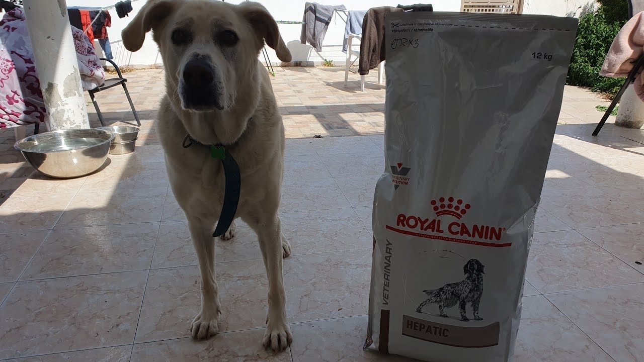 VETERINARY ROYAL CANIN HEPATIC