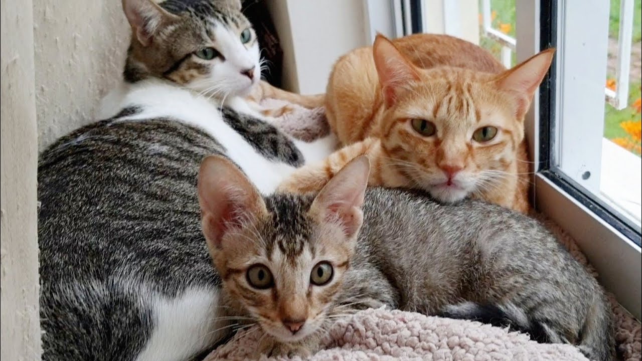 How my cats treat the kittens | Kittens life with cats |CatsLifePH