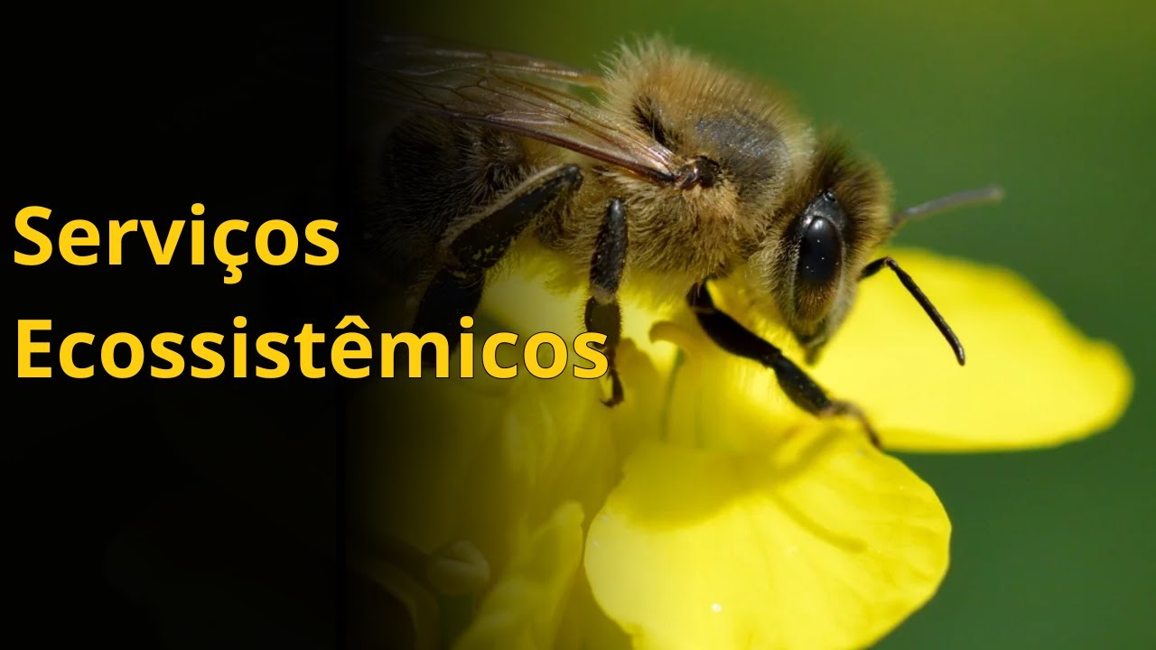 Servi&ccedil;os Ecossist&ecirc;micos: Aula Completa