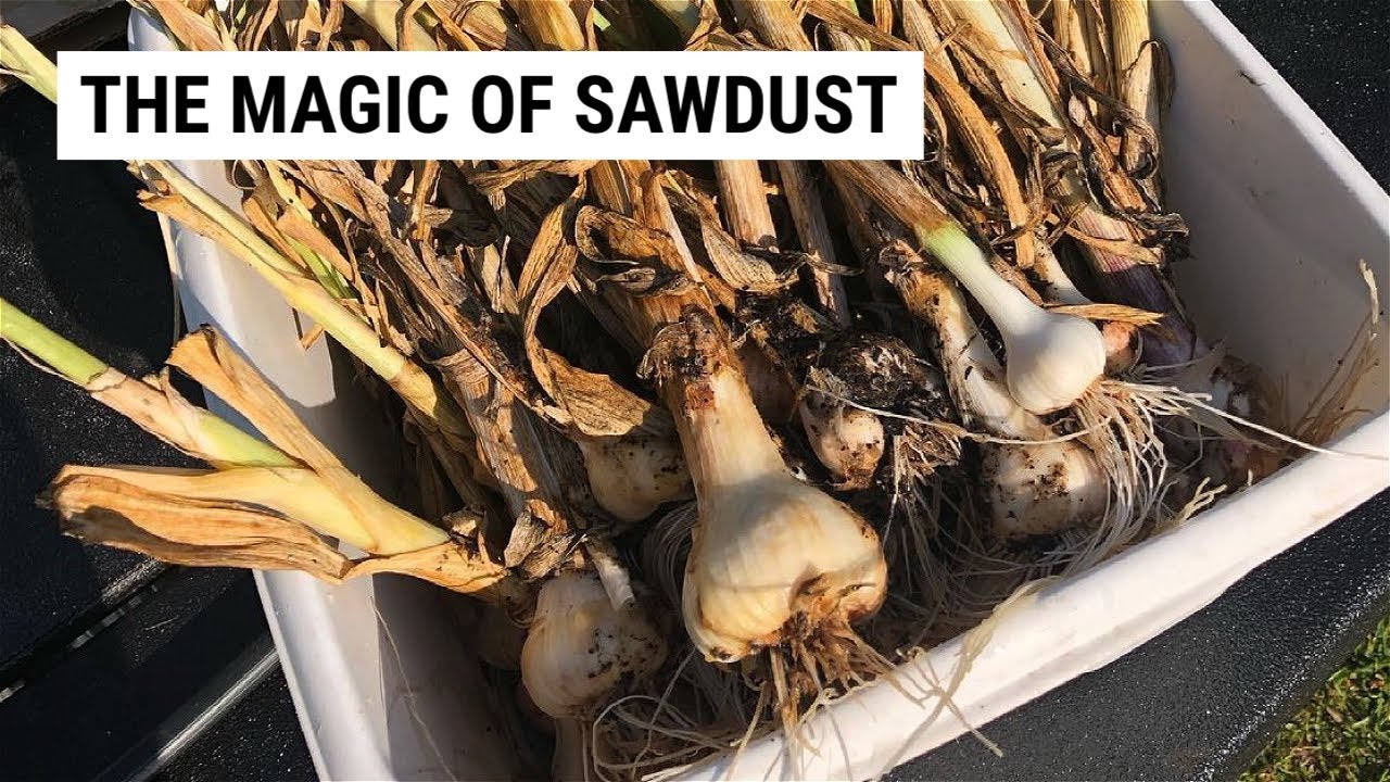 Boosting Garlic Bulb Size Using Sawdust