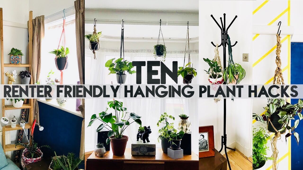 10 HANGING PLANT DIY HACKS FOR RENTERS | No Drill, No Holes | Miss Bird