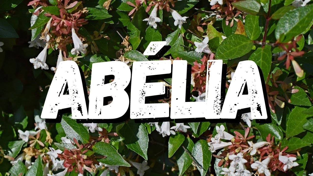 Ab&eacute;lia: Um Guia Completo Desta Planta