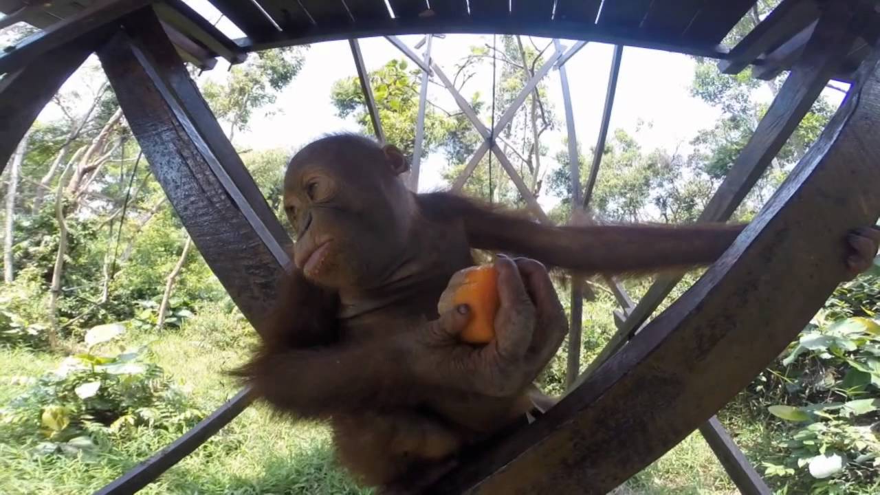 Rescued baby orangutans enjoy a treat on International Orangutan Day