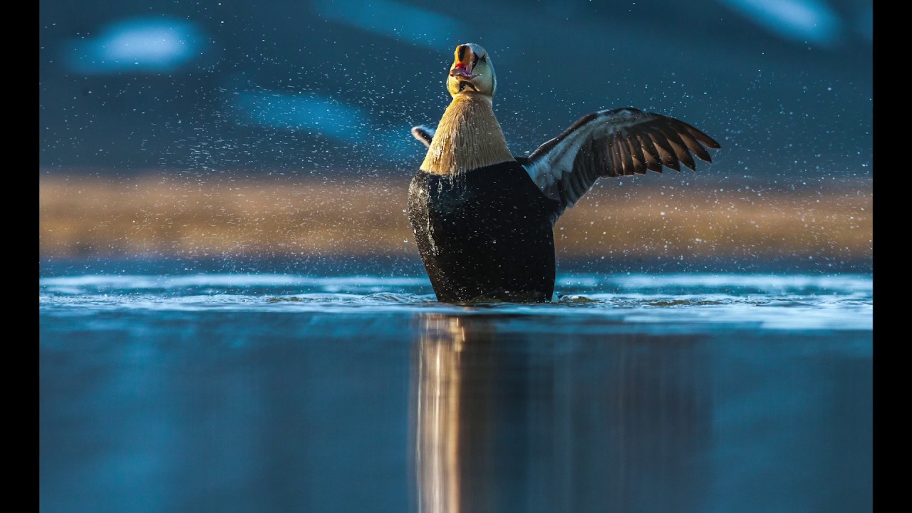 King Eider  | ARCTIC ADVENTURE PHOTO WORKSHOP