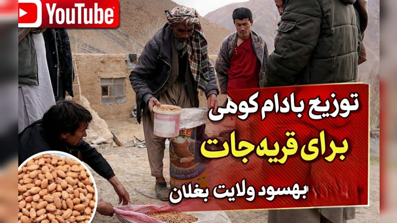 توزیع خسته بادام کوهی برای قریه جات بهسود ولایت بغلان