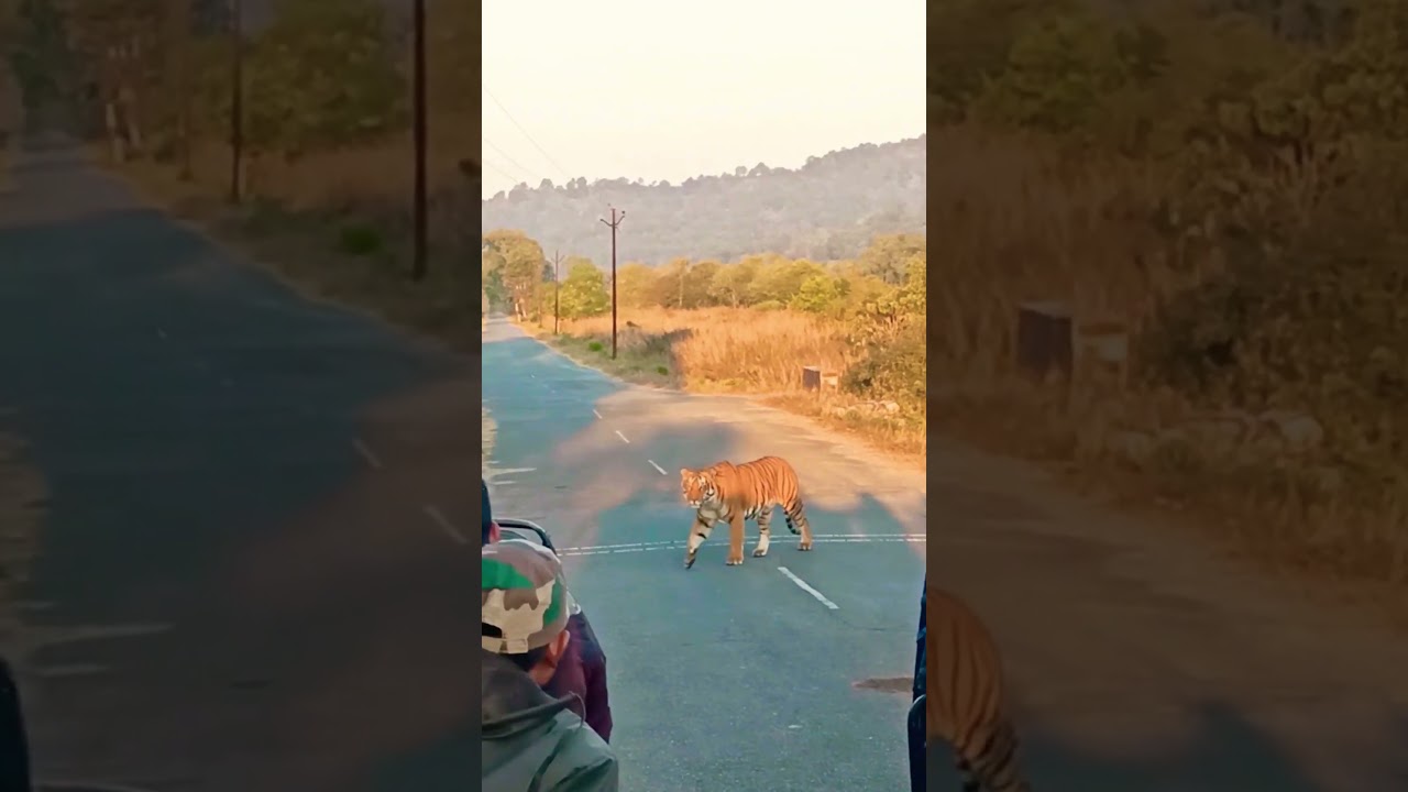 Tiger Crossing Road | Dhela Zone  | jim corbett national park #wildlife