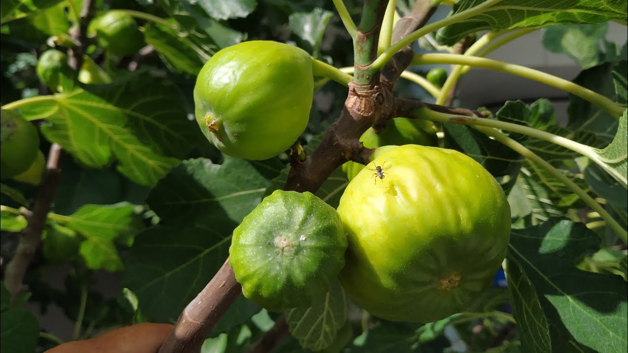 First Figs (Ficus carica) in Germany - two months later than last year