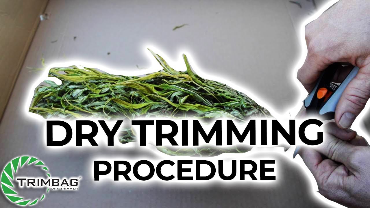 Dry Trimming Preparation + Procedure! | TrimBag